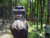 4 in 1 Siam safari