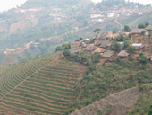Doi Mae Salong & Mae Sai
