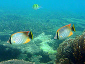Snorkeling Koh Ta Lu