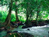 Elephant Trekking and River Camp by Nosey Parker's