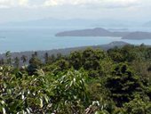 Around the Island + Snake Show