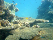 Coral Island (Koh Tan)