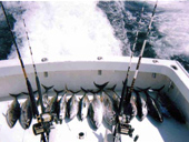 Big Game Fishing Tour by Big boat