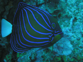 Similan Marine Park by Speedboat