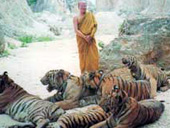 thailand package