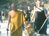 tiger temple-kanchanaburi