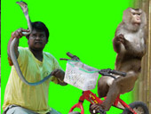 ATV Elephant trekking Monkey Show Snake_Show (5 Options)
