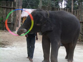 ATV Elephant trekking Monkey Show Snake_Show (5 Options)