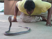 ATV Elephant trekking Monkey Show Snake_Show (5 Options)