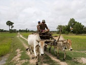 3 in 1 Safari-Elephant Trekking+Rice Farming+Ox cart+Orchid Farm