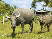 3 in 1 Safari-Elephant Trekking+Rice Farming+Ox cart+Orchid Farm