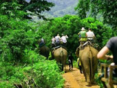 3 in 1 Safari-Elephant Trekking+Rice Farming+Ox cart+Orchid Farm