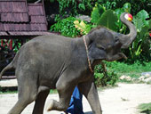Thai Life Style Show and 3 in 1 Safari