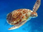 Similan Island Snorkeling One Day Tour by Speed boat