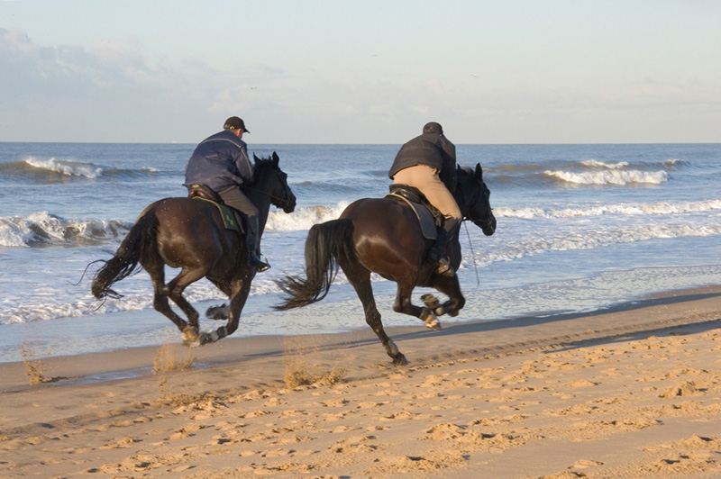 Horse Riding