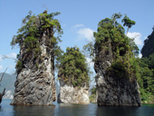 Khaosok Jungle Discovery Mangrove forest